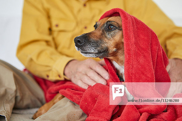 Owner wrapping dog in blanket