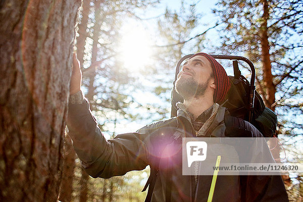 Wanderer mit Blick auf den Baum  Keimiotunturi  Lappland  Finnland