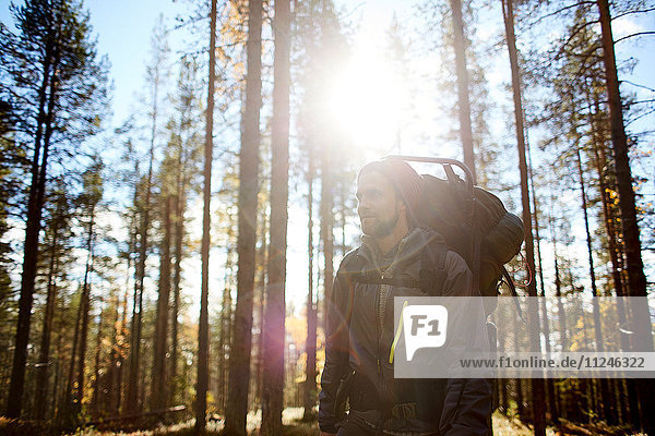 Wanderer zwischen Bäumen an einem sonnigen Tag  Keimiotunturi  Lappland  Finnland