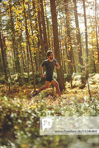 Im Wald laufender Mann  Keimiotunturi  Lappland  Finnland