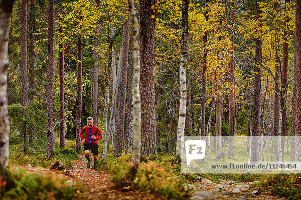 Im Wald laufender Mann  Kesankitunturi  Lappland  Finnland
