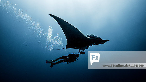 Unterwasseransicht eines Tauchers  der mit dem Riesenmantarochen schwimmt