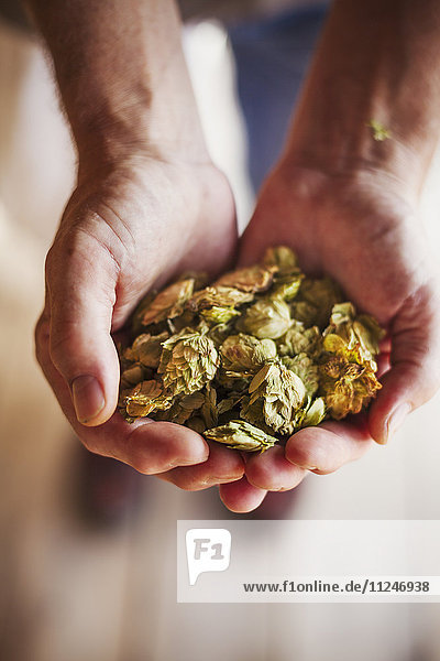 Close up of human hands holding dried hops. Brewing ingredients.