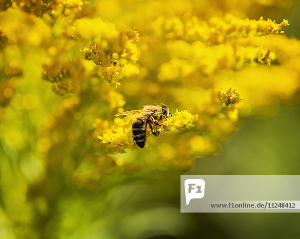 Honigbiene auf einer gelben Blüte sitzend