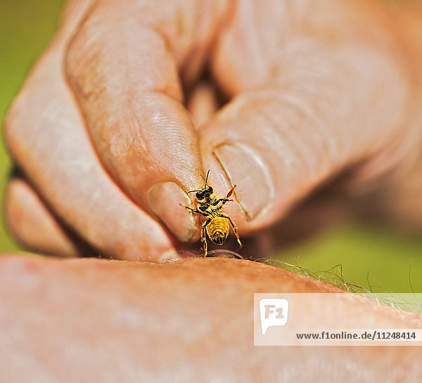 Imker hält Honigbiene