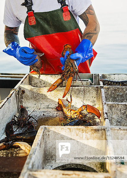 Fisherman measuring lobster