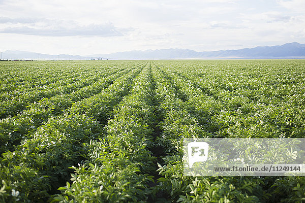 Feld mit Reihen von Kartoffelpflanzen