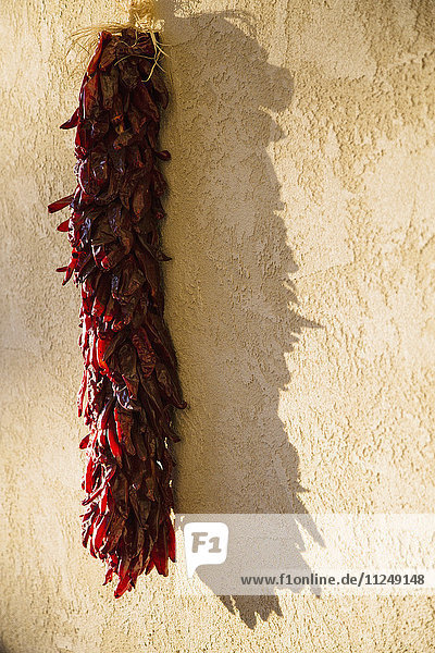 Strauß roter Chilischoten  die auf einer Stuckwand trocknen
