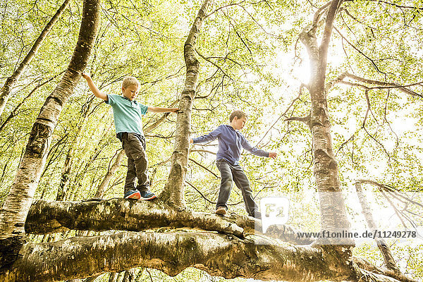 Boys (6-7 8-9) climbing branch