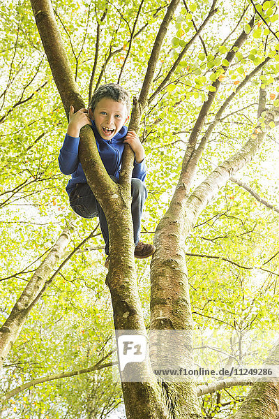 Boy (6-7) climbing tree