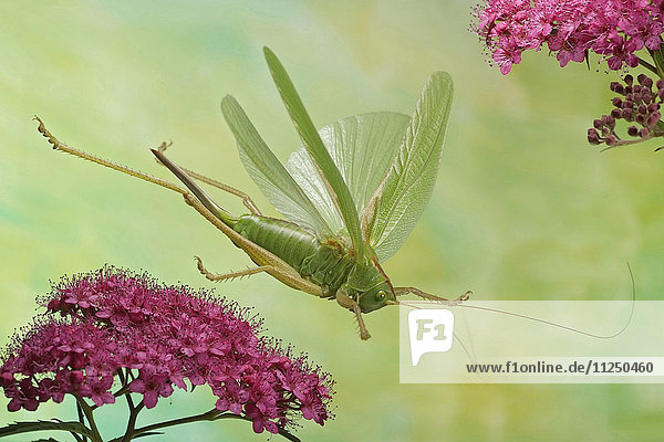 Grünes Heupferd, Tettigonia viridissima, fliegt