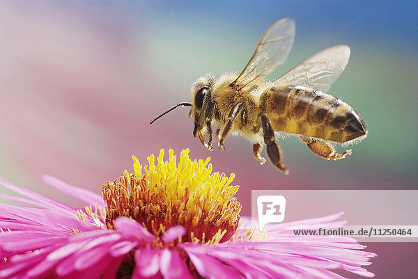 Honigbiene  Apis mellifera  fliegt