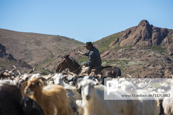 Gaucho on horseback herding goats along Route 40  Argentina  South America