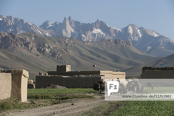 Bauern kehren mit ihren mit Futter beladenen Eseln in der Provinz Bamiyan  Afghanistan  Asien  in ihr Dorf zurück.