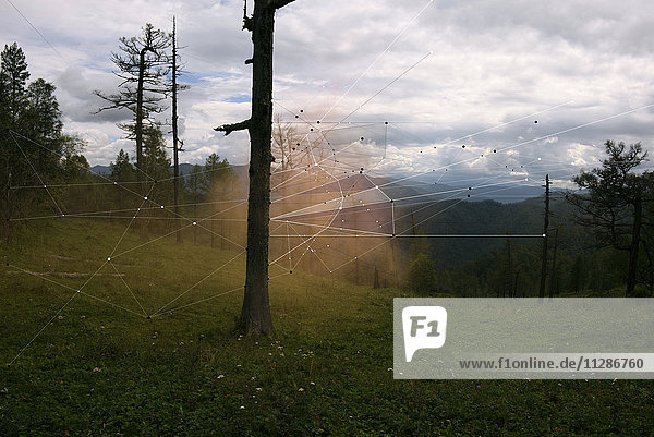 Interconnected laser beams between trees