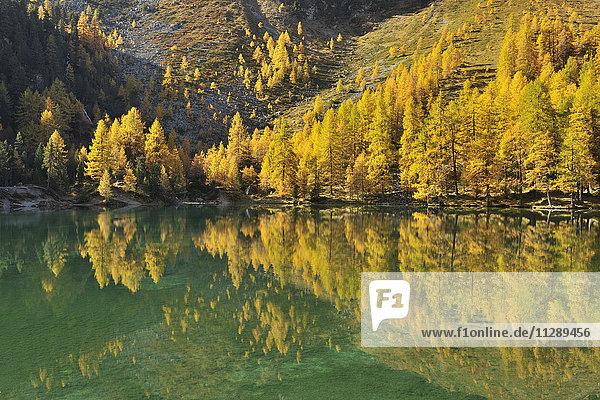 Larch Trees in Autumn on Shore of Lai da Palquogna  Albula-Pass  Grisons  Switzerland