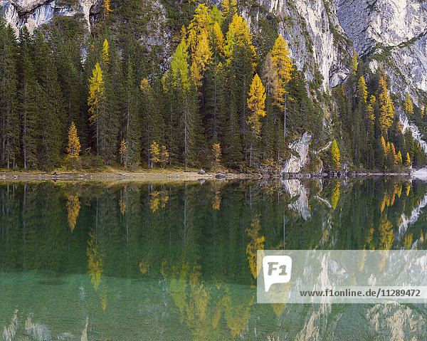 Berghang mit bunten Lärchenbäumen  die sich im Pragser Wildsee im Herbst spiegeln  Südtirol  Pragser Dolomiten  Italien