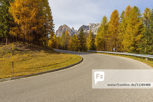 Mountain Road with Larch Trees in Autumn  Passo di Falzarego  Cortina d'Ampezzo  Veneto  Dolomites  Italy