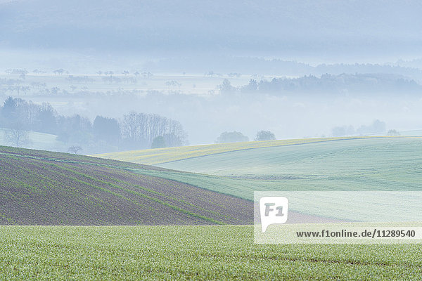 Countryside on Misty Morning at Dawn  Monchberg  Spessart  Bavaria  Germany