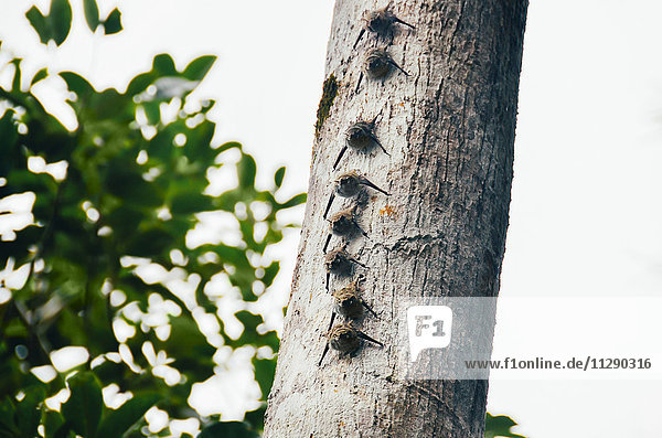 Peru,  Tambopata,  Fledermausgruppe auf einem Baumstamm sitzend