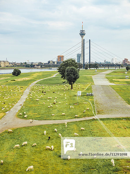 Deutschland,  Düsseldorf,  Blick auf Schafherde auf Rheinwiesen und Skyling im Hintergrund