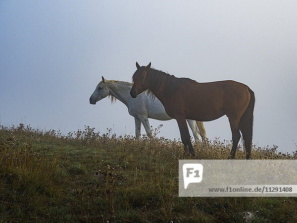 Italien  Umbrien  Apenninen  Pferde in den Feldern