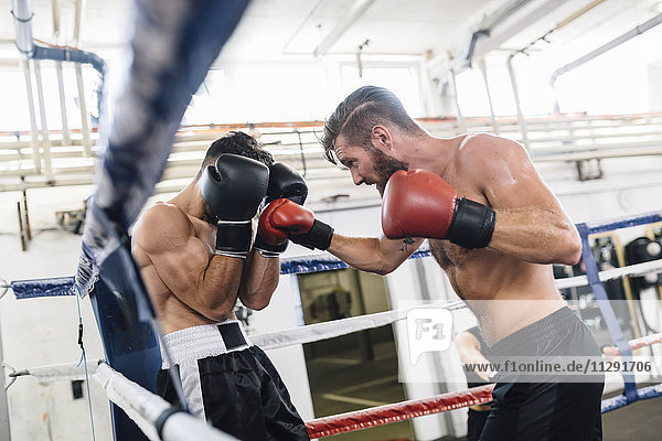Zwei Boxer kämpfen im Boxring