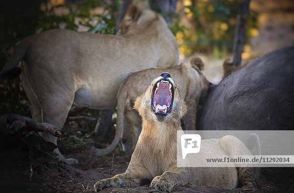 Botswana  Chobe Nationalpark  Junger Löwe brüllt  während das Rudel Beute frisst