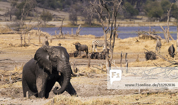 Botswana  Junge Elefantenbulle vom Flussufer aufsteigend