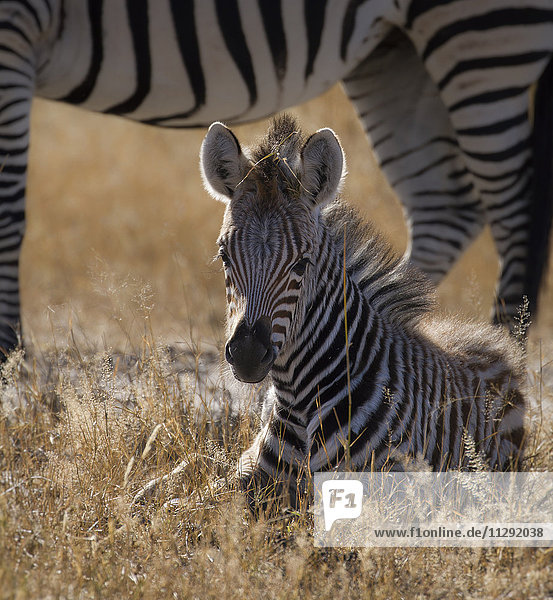 Simbabwe  Hwabge Nationalpark  Junges Zebra im Gras liegend