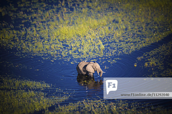 Botswana  Elefantenwanderung im Okavango Fluss bei Hochwasser