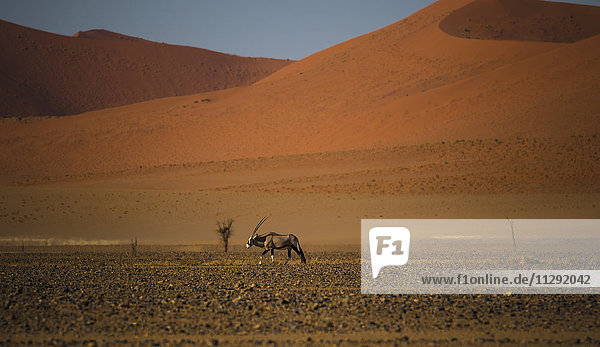 Namibia  Oryx antelope walking in Namib desert