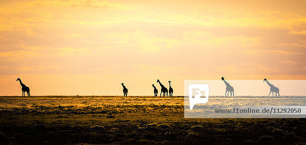 Namibia  Etosha Nationalpark  Giraffengruppe im Morgenlicht