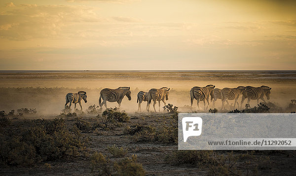 Namibia,  Etosha Nationalpark,  Zebraherde im Morgenlicht