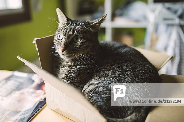 Tabby-Katze in einer kleinen Pappschachtel zu Hause
