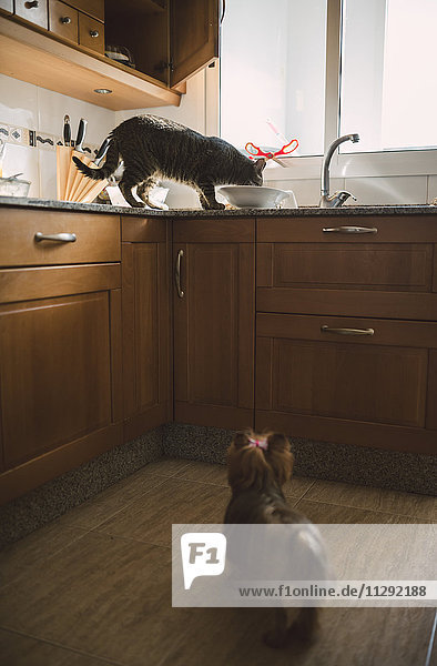 Hund beobachtet die Katze beim Essen in der Küche