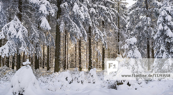 Germany  Thuringia  snow-covered winter forest at morning sunlight