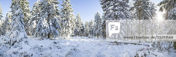 Germany  Thuringia  snow-covered winter forest at morning sunlight