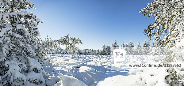 Deutschland  Thüringen  verschneiter Winterwald bei Morgensonne
