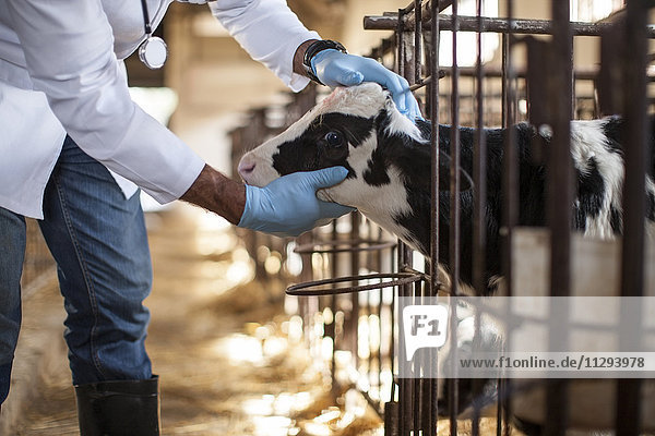 Tierarzt bei der Suche nach Kalb auf dem Bauernhof