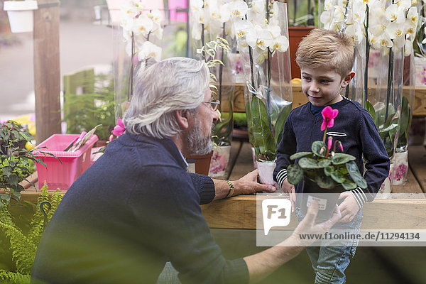 Älterer Mann  der dem Jungen im Gartencenter eine Blumenpflanze schenkt.