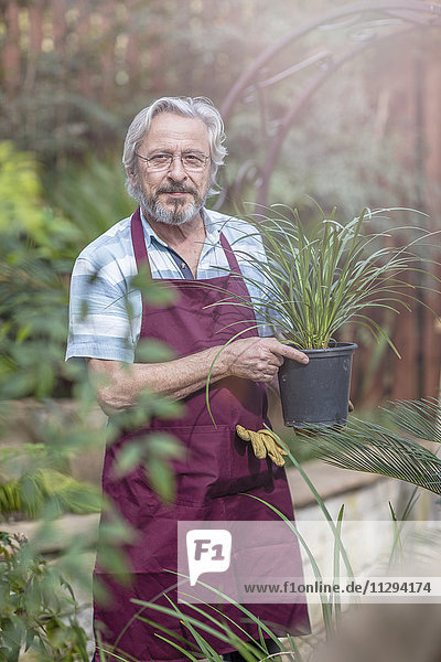 Älterer Gärtner  der im Gartencenter arbeitet und eine Pflanze hält.