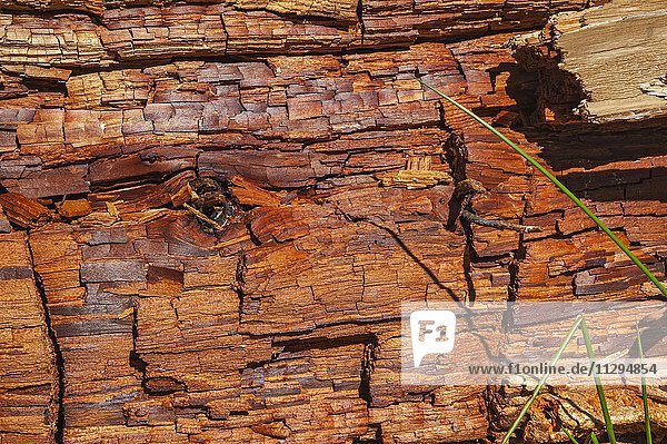 Morsches Holz  Baumstamm  Nahaufnahme  formatfüllend  Deutschland  Europa