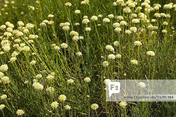 Green santolina (Santolina viridis)  Black Forest  Baden-Württemberg  Germany  Europe