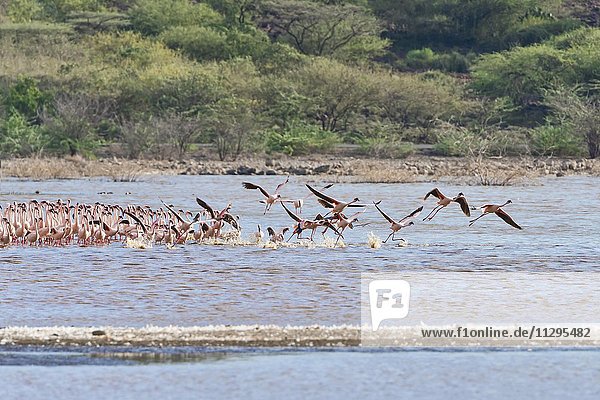 Flamingos (Phoenicopteridae) beim Auffliegen  Lake Bogoria  Ostafrika  Kenia  Afrika
