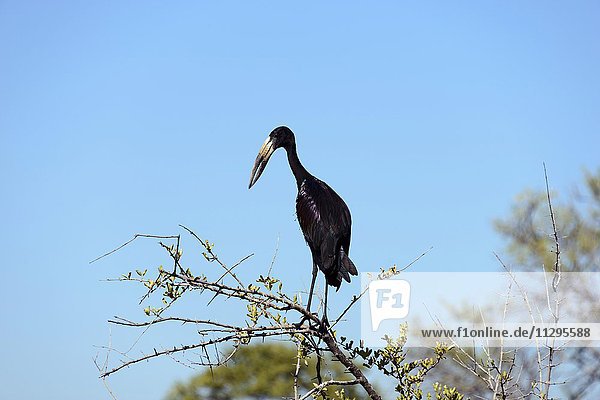 African openbill (Anastomus lamelligerus) perched on a dry acacia branch  North West  Botswana  Africa