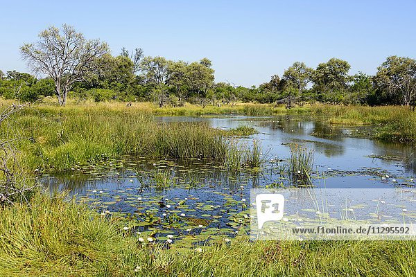 Khwai River with water lilies  near Mababe Village  Botswana  Africa