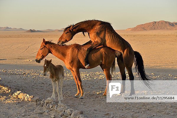 Namibische Wüstenpferde  Wildpferde  Namibs (Equus ferus) Fohlen  Paarung  bei Aus  Karas Region  Namibia  Afrika