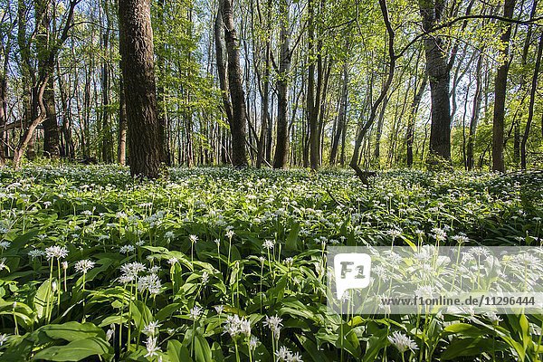 Bärlauch (Allium ursinum)  Bärlauchblüte im Wald im Frühling  Nationalpark Donau-Auen  Wien  Niederösterreich  Österreich  Europa