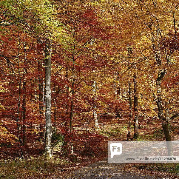 Waldweg durch herbstlichen Laubwald mit Rotbuchen (Fagus sylvatica)  Briedern  Rheinland-Pfalz  Deutschland  Europa